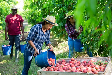 Farm Worker Jobs in Australia for Foreign Workers