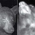 Colorado Bear Takes Hundreds Of 'Selfies' On Wildlife Camera Trap
